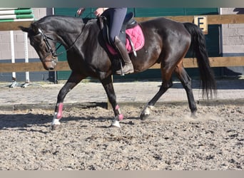 Sonstige Rassen, Wallach, 5 Jahre, 156 cm, Dunkelbrauner