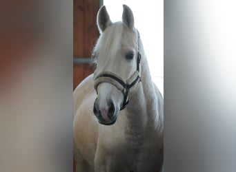 Sonstige Rassen, Wallach, 5 Jahre, 156 cm, Palomino