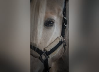 Sonstige Rassen, Wallach, 5 Jahre, 156 cm, Palomino