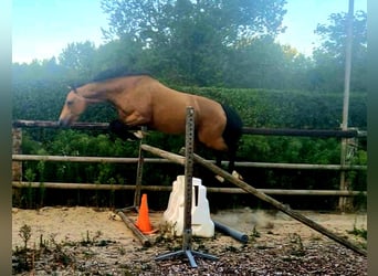 Sonstige Rassen, Wallach, 5 Jahre, 157 cm, Falbe