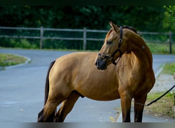 Sonstige Rassen, Wallach, 5 Jahre, 157 cm, Falbe