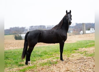 Sonstige Rassen, Wallach, 5 Jahre, 157 cm, Rappe