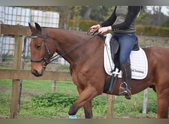 Sonstige Rassen, Wallach, 5 Jahre, 158 cm, Brauner