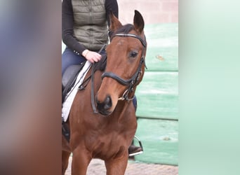 Sonstige Rassen, Wallach, 5 Jahre, 158 cm, Brauner