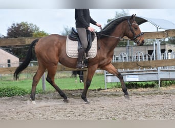 Sonstige Rassen, Wallach, 5 Jahre, 158 cm, Brauner