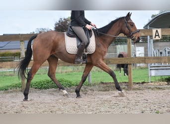 Sonstige Rassen, Wallach, 5 Jahre, 158 cm, Brauner
