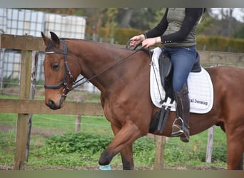 Sonstige Rassen, Wallach, 5 Jahre, 158 cm, Brauner