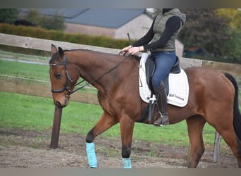 Sonstige Rassen, Wallach, 5 Jahre, 158 cm