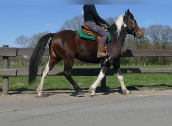 Sonstige Rassen, Wallach, 5 Jahre, 158 cm, Schecke