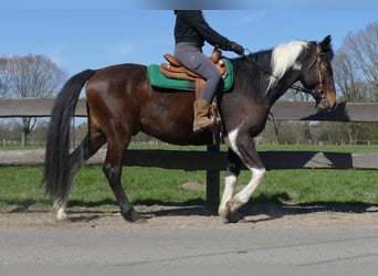 Sonstige Rassen, Wallach, 5 Jahre, 158 cm, Schecke