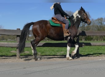 Sonstige Rassen, Wallach, 5 Jahre, 158 cm, Schecke