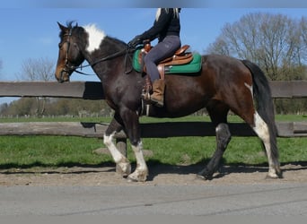 Sonstige Rassen, Wallach, 5 Jahre, 158 cm, Schecke