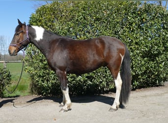 Sonstige Rassen, Wallach, 5 Jahre, 158 cm, Schecke