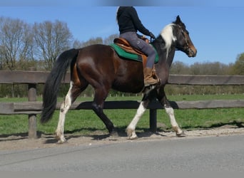 Sonstige Rassen, Wallach, 5 Jahre, 158 cm, Schecke