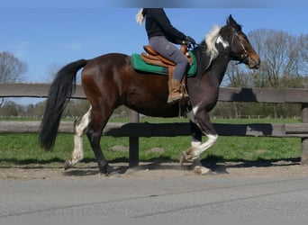 Sonstige Rassen, Wallach, 5 Jahre, 158 cm, Schecke