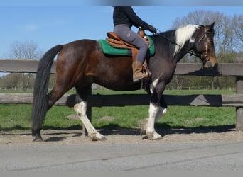 Sonstige Rassen, Wallach, 5 Jahre, 158 cm, Schecke