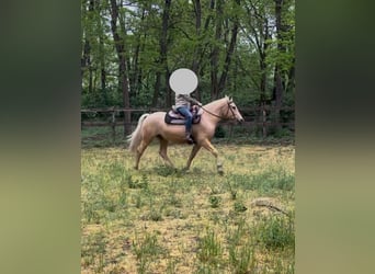 Sonstige Rassen, Wallach, 5 Jahre, 160 cm, Cremello