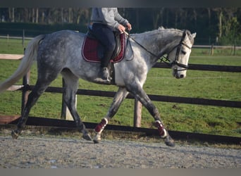 Sonstige Rassen, Wallach, 5 Jahre, 161 cm, Schimmel