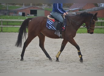 Sonstige Rassen, Wallach, 5 Jahre, 162 cm, Brauner