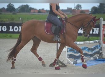 Sonstige Rassen, Wallach, 5 Jahre, 162 cm, Fuchs