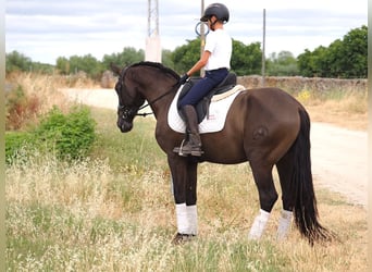 Sonstige Rassen, Wallach, 5 Jahre, 163 cm, Rappe