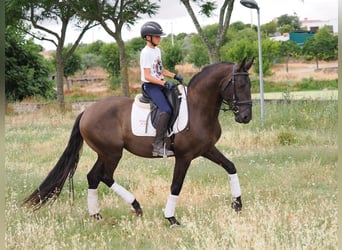 Sonstige Rassen, Wallach, 5 Jahre, 163 cm, Rappe