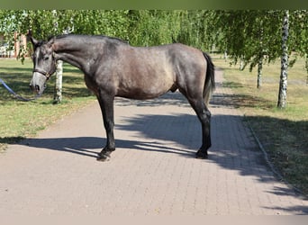 Sonstige Rassen, Wallach, 5 Jahre, 164 cm, Schimmel