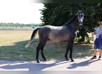 Sonstige Rassen, Wallach, 5 Jahre, 164 cm, Schimmel