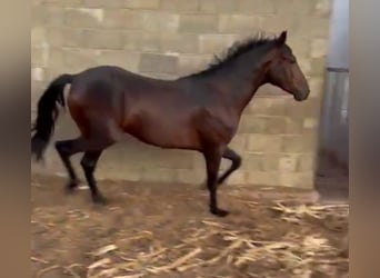 Sonstige Rassen Mix, Wallach, 5 Jahre, 165 cm, Rotbrauner