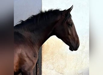 Sonstige Rassen Mix, Wallach, 5 Jahre, 165 cm, Rotbrauner