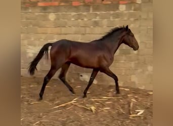 Sonstige Rassen Mix, Wallach, 5 Jahre, 165 cm, Rotbrauner