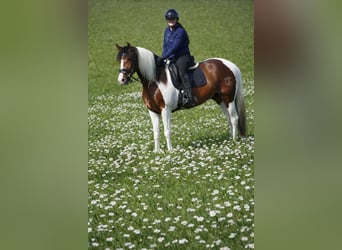 Sonstige Rassen, Wallach, 5 Jahre, 165 cm, Schecke
