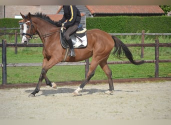 Sonstige Rassen, Wallach, 5 Jahre, 167 cm, Brauner