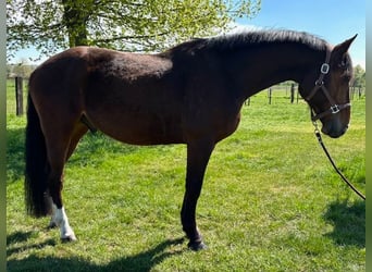 Sonstige Rassen, Wallach, 5 Jahre, 167 cm, Dunkelbrauner