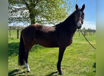 Sonstige Rassen, Wallach, 5 Jahre, 167 cm, Dunkelbrauner