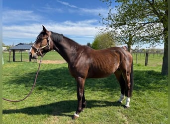 Sonstige Rassen, Wallach, 5 Jahre, 167 cm, Dunkelbrauner