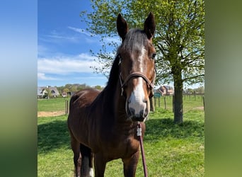Sonstige Rassen, Wallach, 5 Jahre, 167 cm, Dunkelbrauner