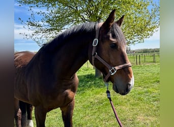 Sonstige Rassen, Wallach, 5 Jahre, 167 cm, Dunkelbrauner