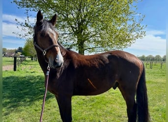 Sonstige Rassen, Wallach, 5 Jahre, 167 cm, Dunkelbrauner