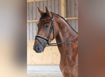 Sonstige Rassen, Wallach, 5 Jahre, 167 cm, Hellbrauner