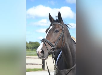 Sonstige Rassen, Wallach, 5 Jahre, 167 cm, Schwarzbrauner