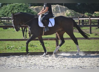 Sonstige Rassen, Wallach, 5 Jahre, 167 cm, Schwarzbrauner