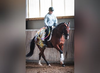 Sonstige Rassen, Wallach, 5 Jahre, 168 cm, Brauner