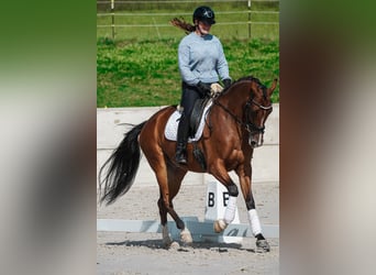 Sonstige Rassen, Wallach, 5 Jahre, 168 cm, Brauner