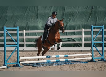Sonstige Rassen, Wallach, 5 Jahre, 168 cm, Brauner