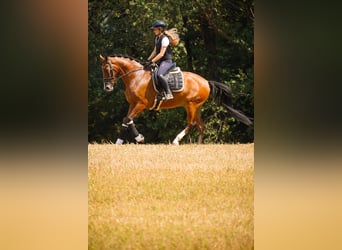 Sonstige Rassen, Wallach, 5 Jahre, 168 cm, Brauner