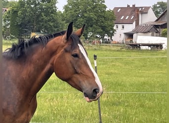 Sonstige Rassen, Wallach, 5 Jahre, 176 cm, Brauner