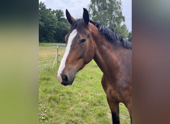Sonstige Rassen, Wallach, 5 Jahre, 176 cm, Brauner