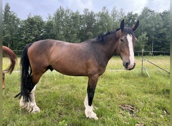 Sonstige Rassen Mix, Wallach, 5 Jahre, 176 cm, Brauner