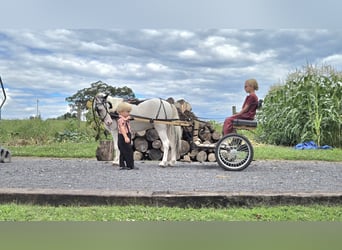 Sonstige Rassen, Wallach, 6 Jahre, 102 cm, Schecke